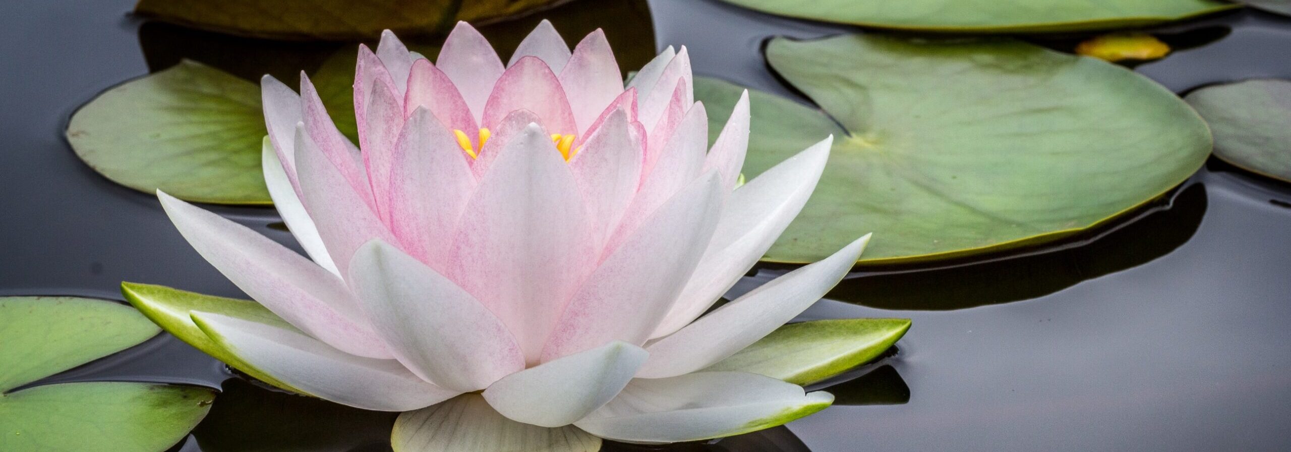 rule of thirds photography of pink and white lotus flower floating on body of water